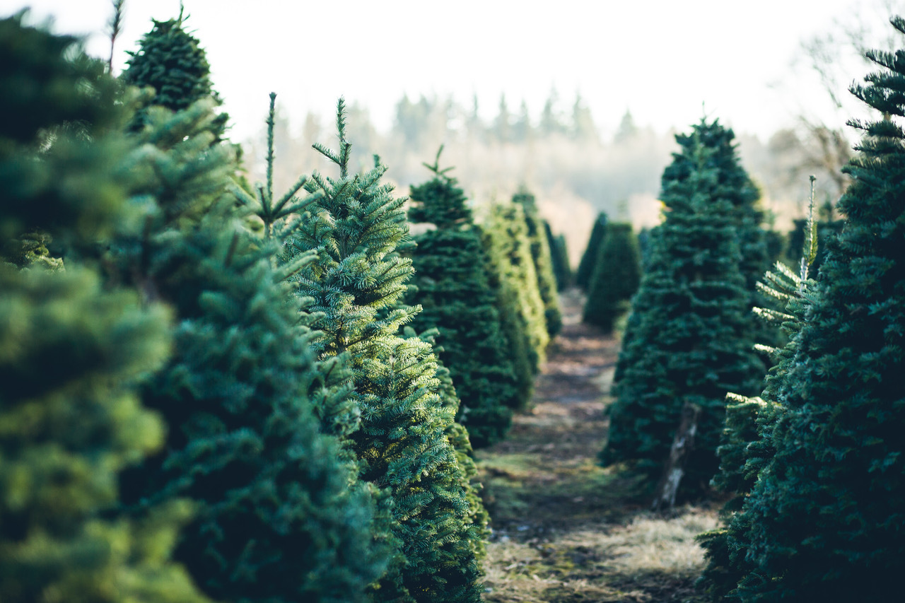 Plastic Or Real Christmas Trees: Branching Out Sustainably