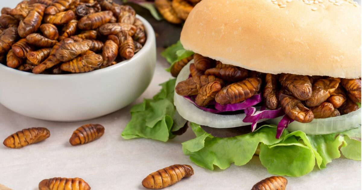 Food Insecta This idea has legs: the future of edible insects | TalksForTeens